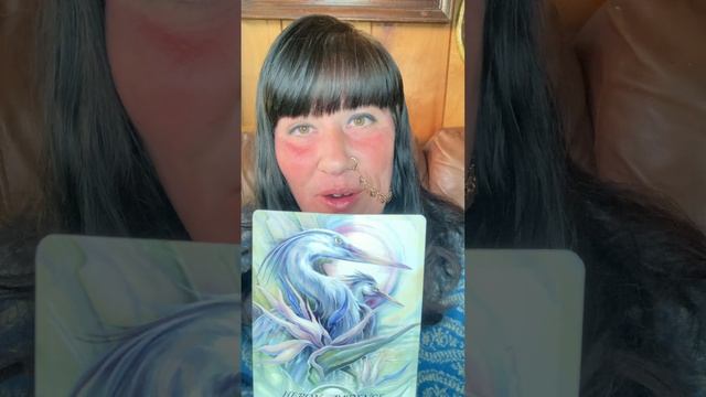 Spirit of the Animal Oracle смотреть онлайн