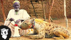 НЕ ВЗДУМАЙТЕ ЗАВОДИТЬ СЕБЕ ЭТИХ СТРАШНЫХ ЖИВОТНЫХ [Белый кот]