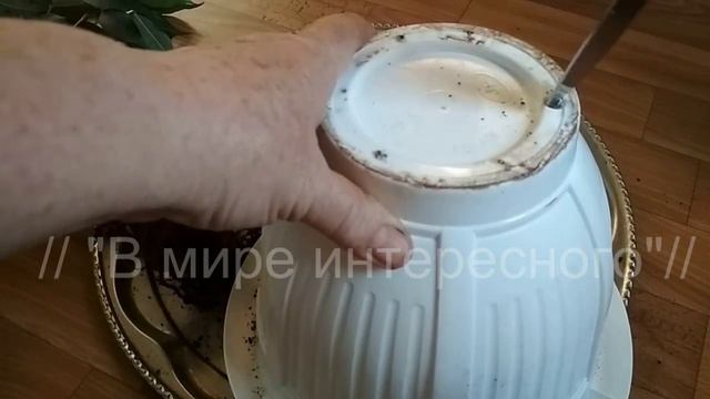 Почему фикус сбрасывает листья? Давайте разбираться в причинах. //Why does ficus shed its leaves?// смотреть онлайн