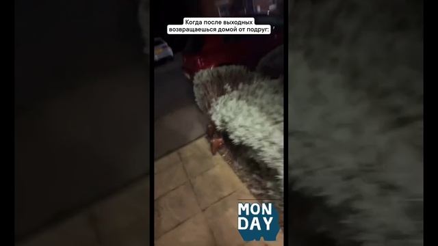 Женский юмор (865) смотреть онлайн