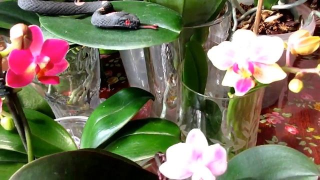 ❀Моя коллекция прекрасных орхидеи❀ ❁ ❃My Collection Of Beautiful Orchids.mp4