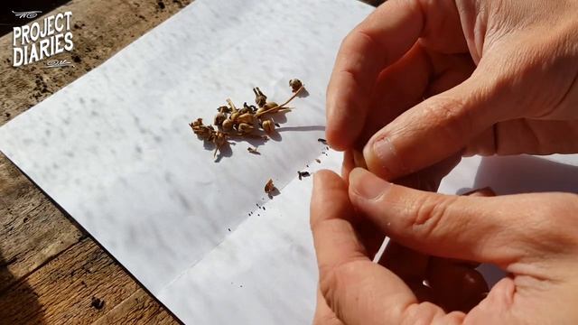 ★ How to Collect Petunia Seeds (A Complete Step by Step Guide) смотреть онлайн