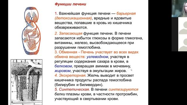 Функции печени ЕГЭ/ОГЭ смотреть онлайн