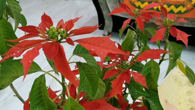 96.How to grow Poinsettia with subtitles. смотреть онлайн