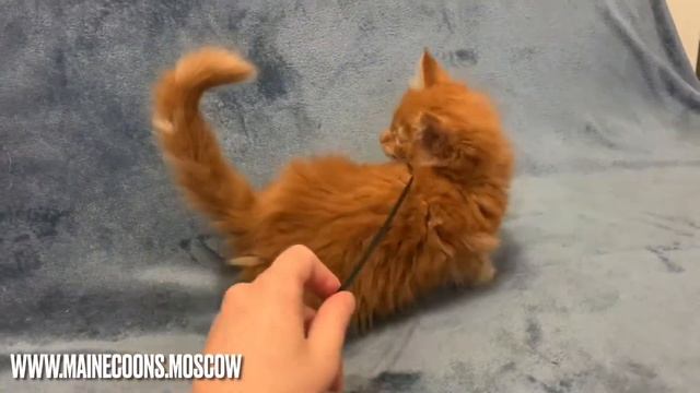 Мейн-кун Красный солид (d) котенок 1,5 месяца смотреть онлайн