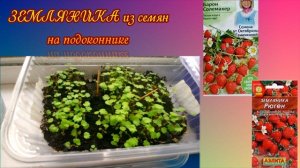 Сеем ЗЕМЛЯНИКУ из семян. Урожай в этот же год посева