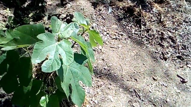 Инжир и кизил соседствуют в саду!  Figs And Dogwood Coexist In The Garden! Сад#О-город/