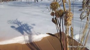 Как покрасить сухие цветы