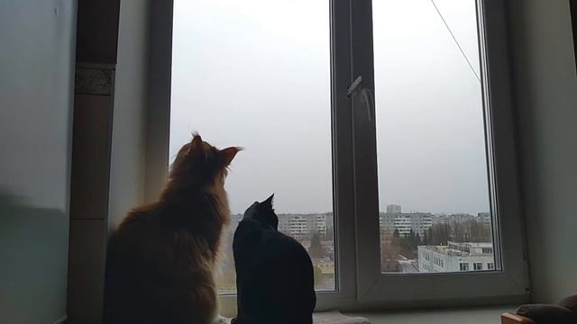 Мейн кун Степа и кот Тихон. Поохотились, подкрепились, поспали. смотреть онлайн