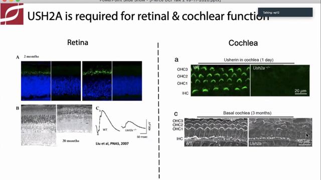 The Genetics Of And Genetic Therapies For Inherited Retinal Degenerations By Eric A. Pierce, MD, Ph