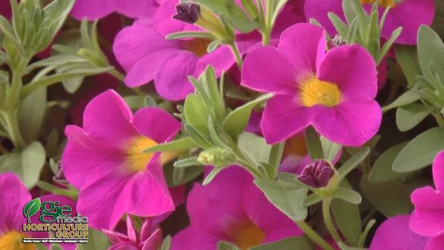 SuperCal® - Learn All About These Pretty & Tough Petunias смотреть онлайн
