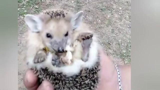 УШАСТЫЙ ЕЖИК и ОДУВАНЧИКИ смотреть онлайн