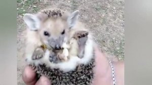 УШАСТЫЙ ЕЖИК и ОДУВАНЧИКИ