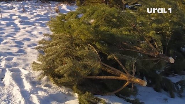 Предприниматели варварски уничтожили посадки хвойных деревьев смотреть онлайн