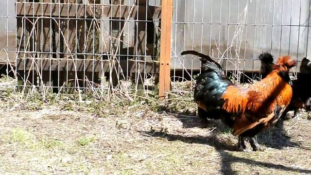 Такующий павловский петух смотреть онлайн