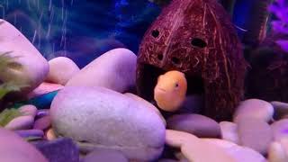 Аквариум синий и малый смотреть онлайн