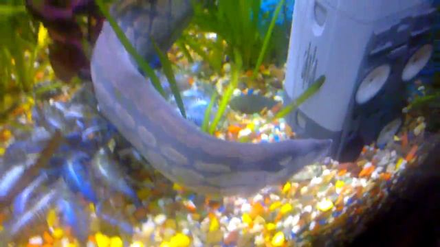 МАСТАЦЕМБЕЛ АРМАТУС (АКВАРИУМНЫЙ УГОРЬ) Mastacembelus Armatus