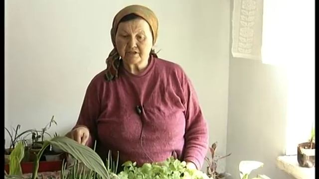 Как выращивать арахис на огороде? Рассада арахиса смотреть онлайн