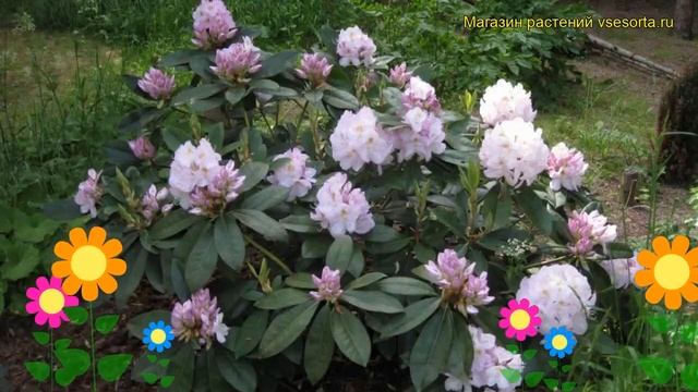 Рододендрон гибридный Гомер Ватерер. Краткий обзор, описание rhododendron Gommer Waterer смотреть онлайн