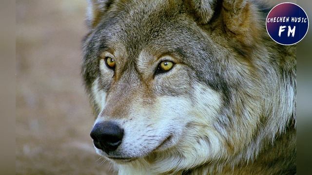 ДУХ ЧЕЧЕНЦА Чеченская Песня✊Я Волк✊2019