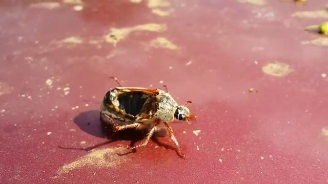 INCREDIBLE,CRAZY UNBELEIVABLE REAL ZOMBIE INSECT WALKING!!! смотреть онлайн