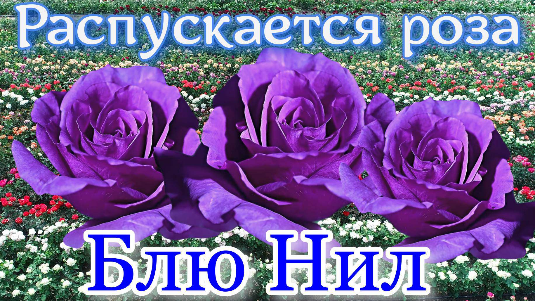 Как распускается роза Блю Нил.Timelapse Rose 4К_Blue Nile (Delbard 1976) смотреть онлайн