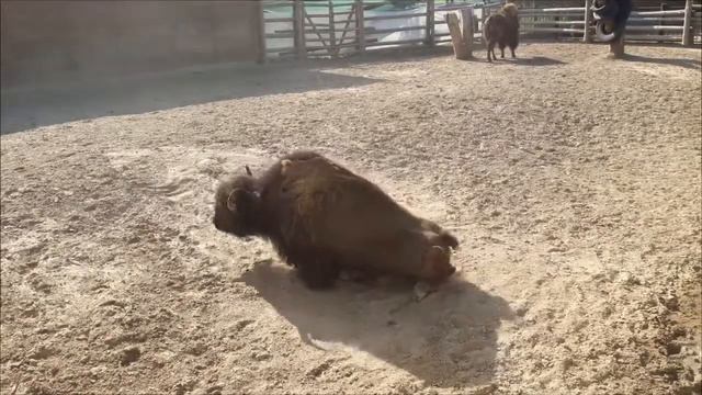 Пылевые ванны для бизонов смотреть онлайн