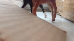 Лошади Шляйх/ schleich на карантине