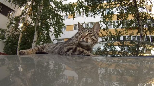 Пьяный кот. смотреть онлайн