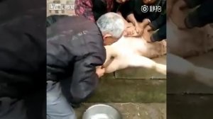Попытка  в Китае забить свинью тупыми ножом и резником