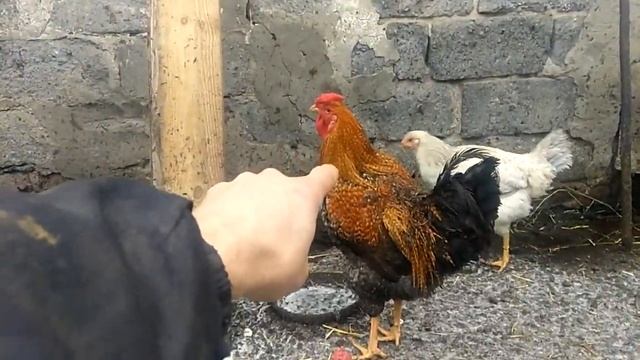 Молодой петушок, какой вес смотреть онлайн