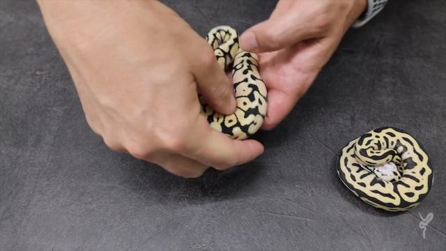 The BEST Mutation in Ball Pythons - Desert Ghost! смотреть онлайн