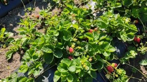 Клубника сорт НСД Портола!!!