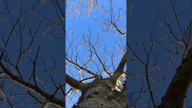Sweet Chestnut (Castanea sativa) - canopy - January 2018 смотреть онлайн