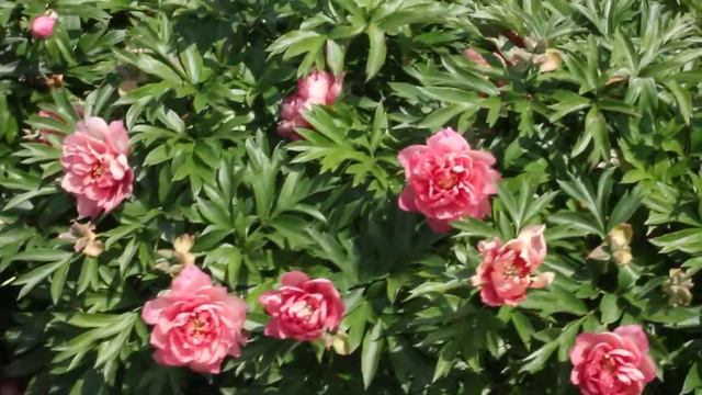 Magical Mystery | R2 Flowers BV | Peonies смотреть онлайн