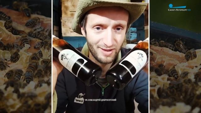 Тайная жизнь пчёл: пасека в объективе смотреть онлайн