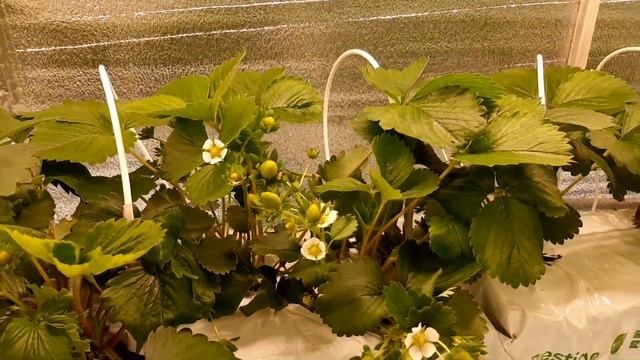 Минитрей в сити-ферме - каков потенциал урожайности?