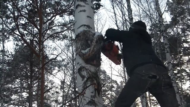 Пилю березовый сувель смотреть онлайн