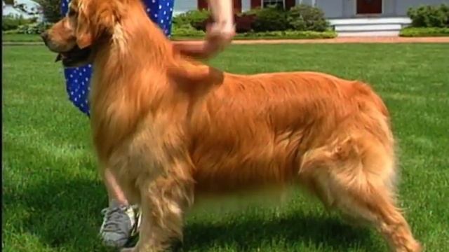 In The Ribbons, The Dog Show Game- The Golden Retriever смотреть онлайн