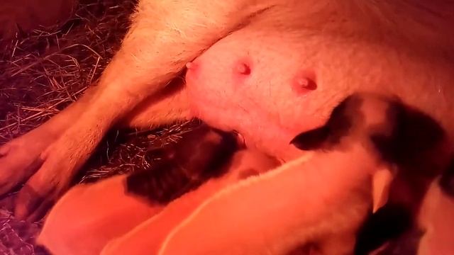 Первое кормление новорождённых поросят смотреть онлайн