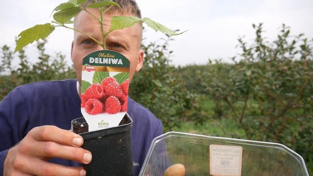 Mini Kiwi czy Malina Delniwa ? смотреть онлайн