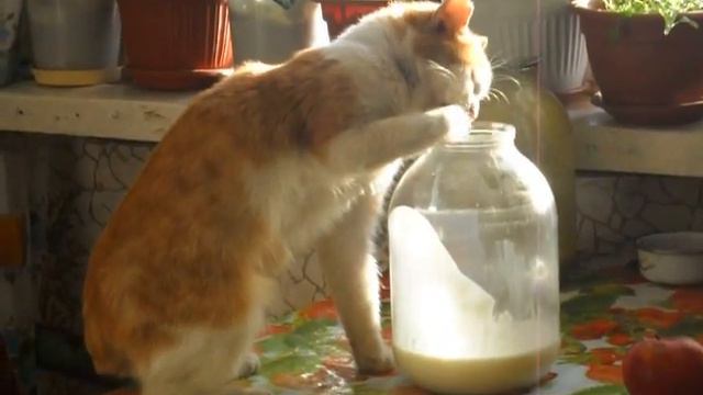 Кот ест сметану смотреть онлайн