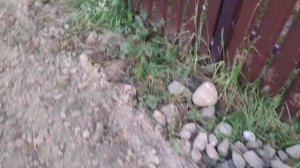Культивация глины с камнями - подготовка к культивации с песком