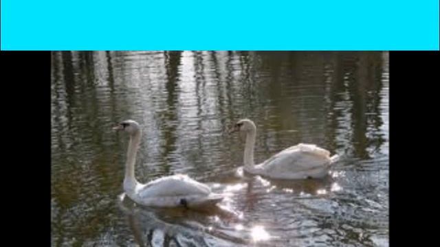 Зміни в живій і неживій природі весною смотреть онлайн