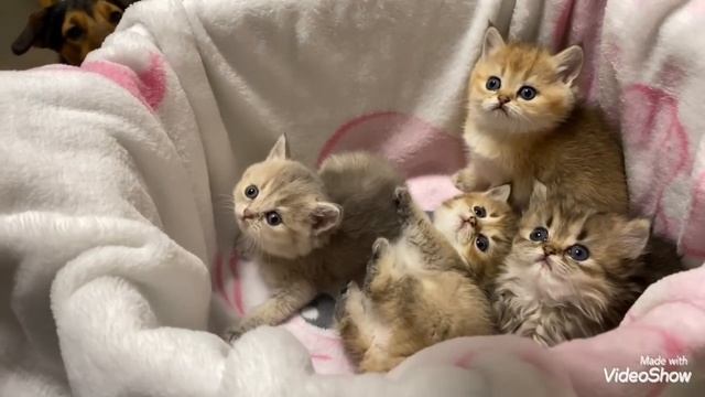Котятам скоро месяц?Они немного изменились ?У Барни вкусная кашка / Olga Kirchgessner смотреть онлайн