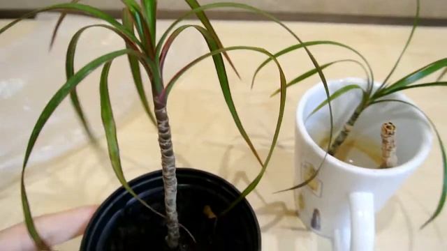 ДРАЦЕНА  Как укоренять драцену? Посадка драцены