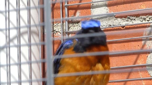 Niltava davidii, Niltava de David, prenant un bain de soleil. смотреть онлайн