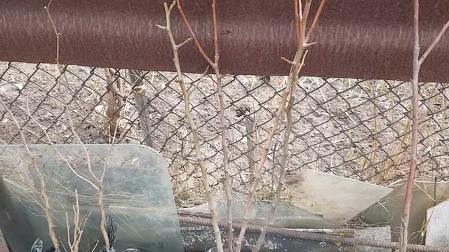 Мини Фруктовый сад грушевых деревьев в сочетании с малиновым деревом и Варшавским красным фундуком смотреть онлайн