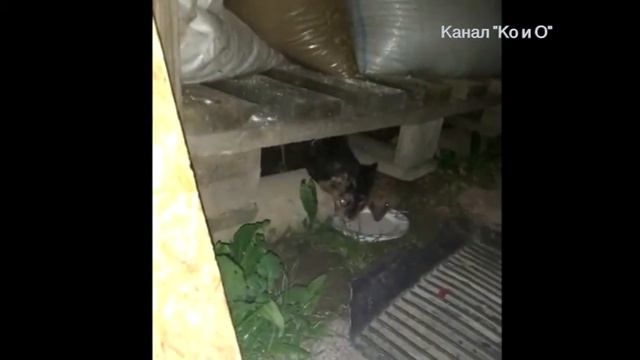 ПОКА НЕ УВИДИШЬ НЕ ПОВЕРИШЬ КОШКА И ЁЖИК ЕДЯТ ИЗ ОДНОЙ ТАРЕЛКИ CAT AND HEDGEHOG EAT FROM SAME PLATE смотреть онлайн
