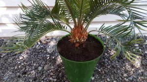 #цикас #растения #саговник Пересадка цикаса Грунт для цикаса Саговник Как правильно пересадить цика